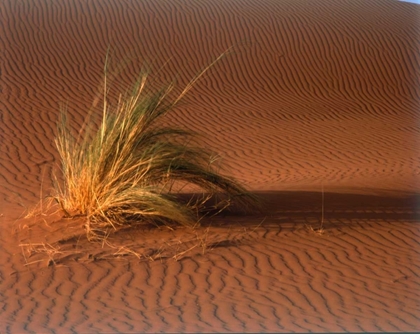 Picture of GRASS, SAND DUNE SAHARA