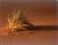 Picture of GRASS, SAND DUNE SAHARA