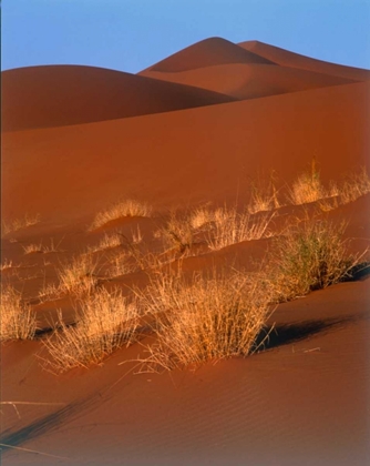 Picture of GRASSES, SAND DUNES SAHARA