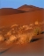 Picture of GRASSES, SAND DUNES SAHARA