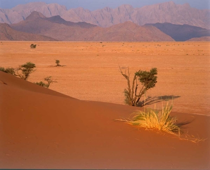 Picture of GRASSES, TREES, SAND DUNES SAHARA