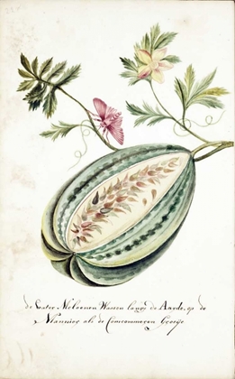 Picture of WATERMELON, LEAVES, BUTTERFLY
