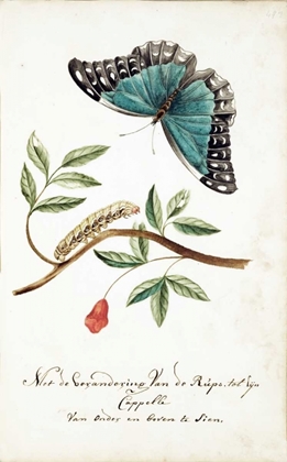 Picture of PLANT WITH LEAVES, CATERPILLAR, BUTTERFLY