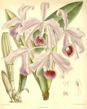 Picture of ORCHID, CATTLEYA LAWRENCEANA
