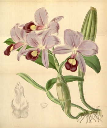 Picture of ORCHID, GUARIANTHE SKINNERI