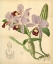 Picture of ORCHID, GUARIANTHE SKINNERI