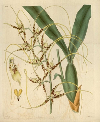Picture of ORCHID, BRASSIA CAUDATA