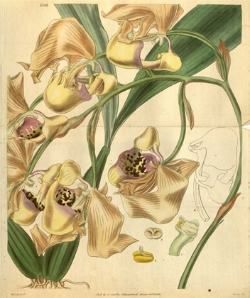 Picture of ORCHID, CORYANTHES MACULATA