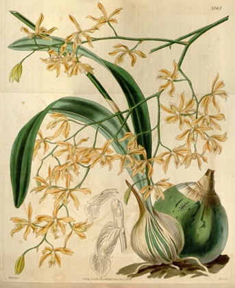 Picture of ORCHID, ENCYCLIA CANDOLLEI