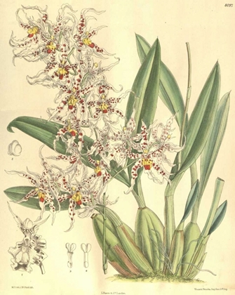 Picture of ORCHID, ODONTOGLOSSUM NAEVIUM