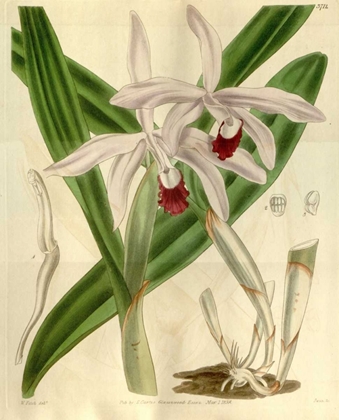 Picture of ORCHID, CATTLEYA INTERMEDIA