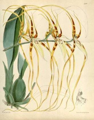 Picture of ORCHID, BRASSIA ARCUIGERA