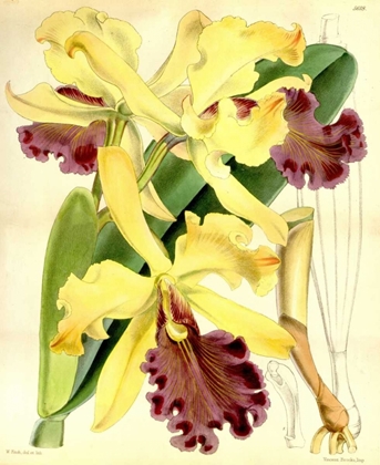 Picture of ORCHID, CATTLEYA DOWIANA