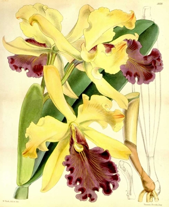 Picture of ORCHID, CATTLEYA DOWIANA