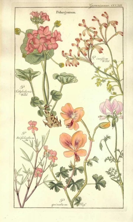 Picture of GERANIUMS