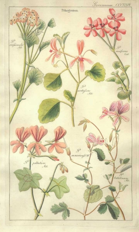 Picture of GERANIUMS