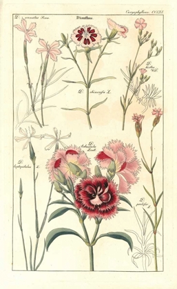 Picture of CARNATIONS