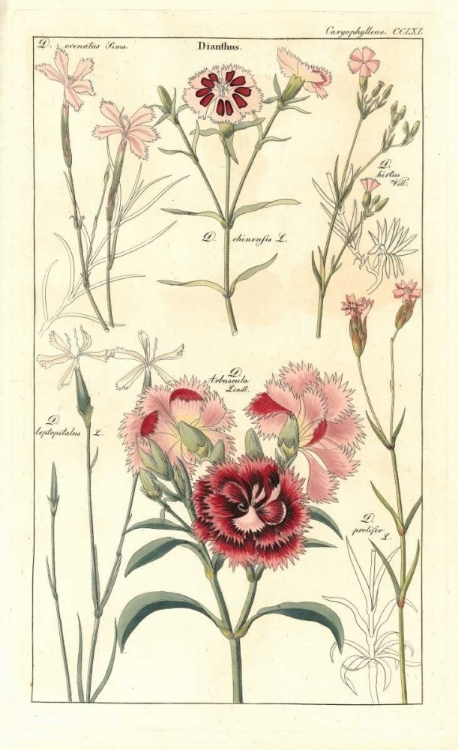 Picture of CARNATIONS