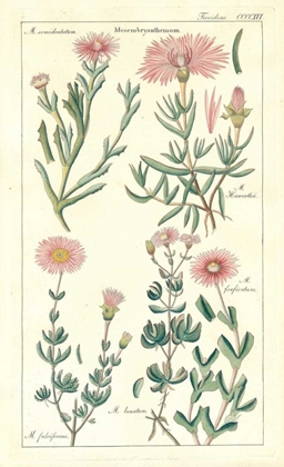 Picture of ICE PLANT