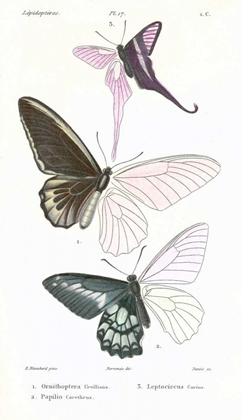 Picture of BUTTERFLIES, PLATE 17