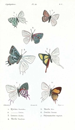 Picture of BUTERFLIES, PLATE 22
