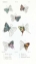 Picture of BUTERFLIES, PLATE 22