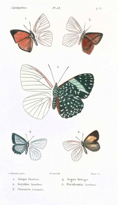 Picture of BUTTERFLIES, PLATE 23
