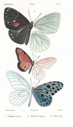 Picture of BUTTERFLIES, PLATE 24
