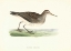 Picture of PECTORAL SANDPIPER