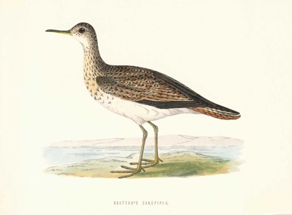 Picture of BARTRAMS SANDPIPER