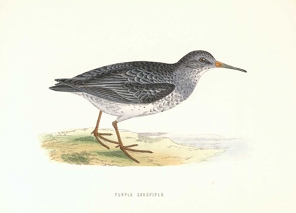 Picture of PURPLE SANDPIPER