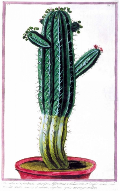 Picture of CACTUS, TITHYMALUS