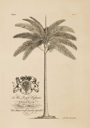 Picture of KING PALM