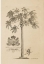 Picture of PAPAYA TREE