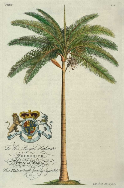 Picture of KING PALM