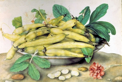 Picture of DISH OF BROAD BEANS