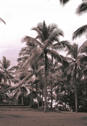 Picture of COCONUT PALM, SERAI