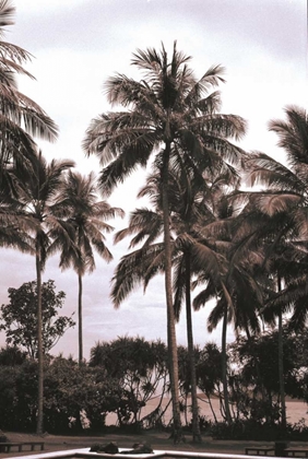 Picture of COCONUT GROVE, CANDIDASA