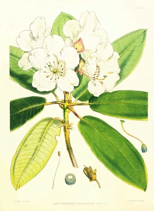 Picture of RHODODENDRON AUCKLANDII