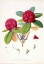 Picture of RHODODENDRON FULGENS