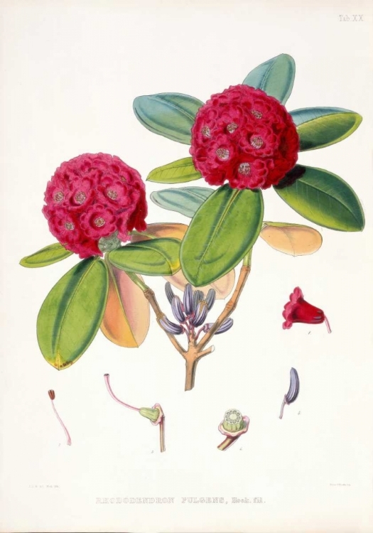 Picture of RHODODENDRON FULGENS