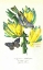 Picture of FINCH ON BUNCH OF BANANAS