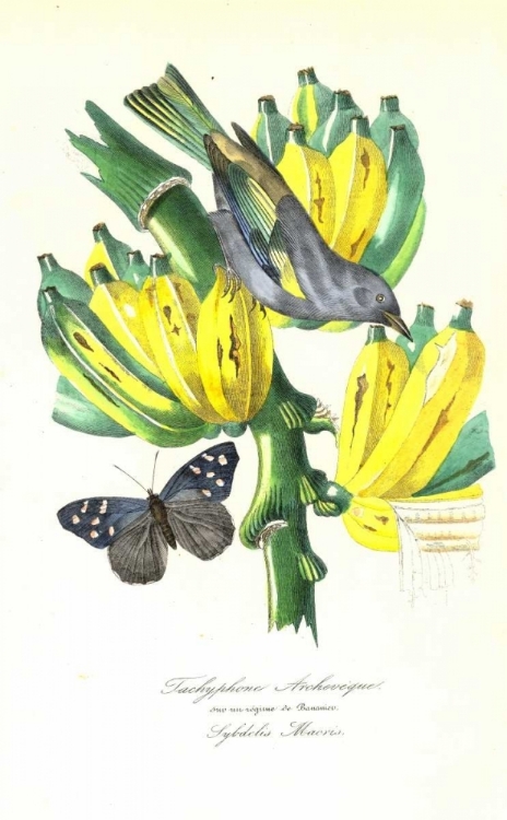 Picture of FINCH ON BUNCH OF BANANAS