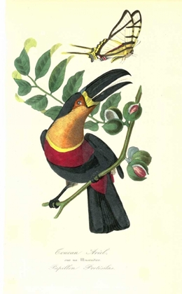 Picture of TOUCAN ON NUTMEG TREE