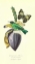 Picture of FINCH ON FLOWER OF BANANA