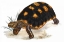 Picture of TORTOISE, CARBONARIA