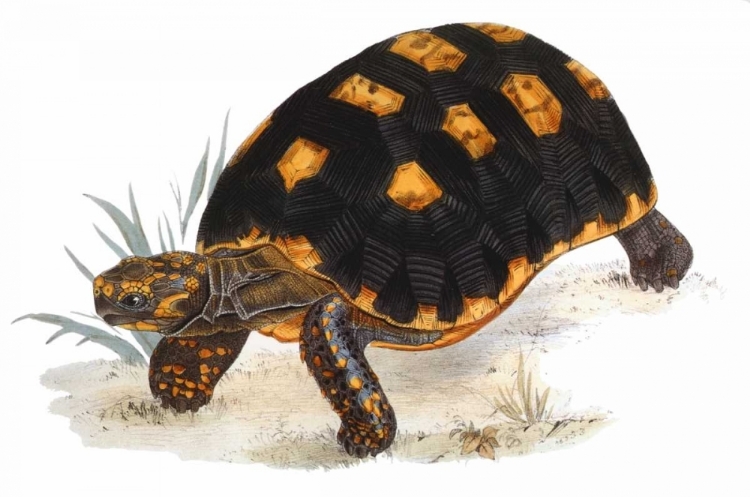 Picture of TORTOISE, CARBONARIA