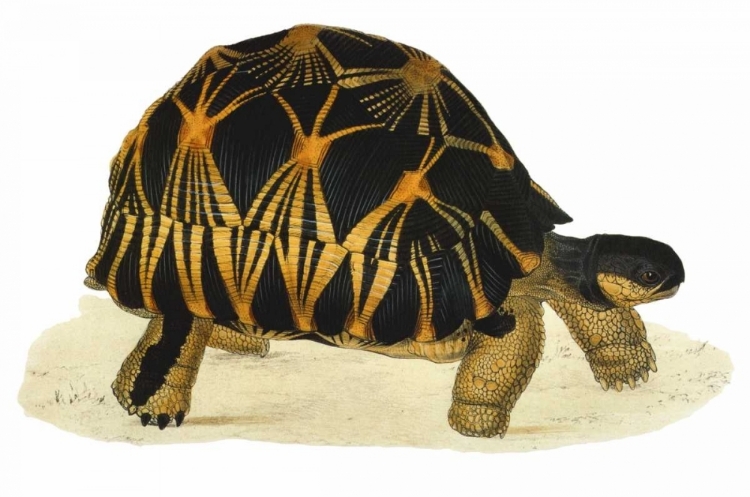 Picture of TORTOISE, RADIATA