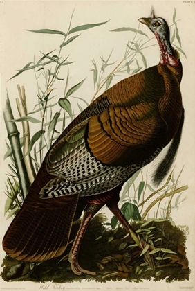 Picture of WILLD TURKEY