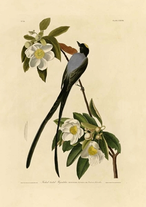 Picture of FORK-TAILED FLYCATCHER